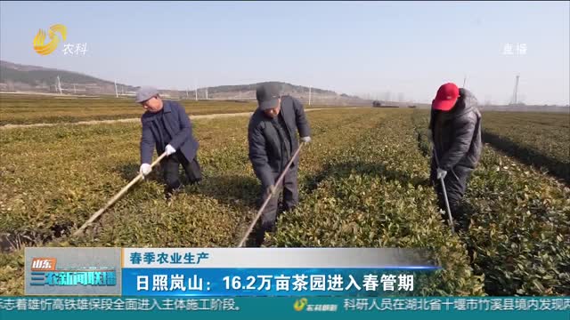 【春季农业生产】日照岚山：16.2万亩茶园进入春管期