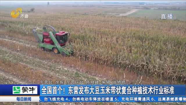 全国首个！东营发布大豆玉米带状复合种植技术行业标准