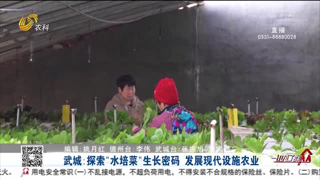 武城：探索“水培菜”生长密码 发展现代设施农业