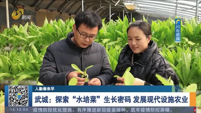 【人勤春来早】武城：探索“水培菜”生长密码 发展现代设施农业