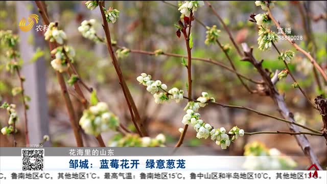 【花海里的山东】邹城：蓝莓花开 绿意葱茏