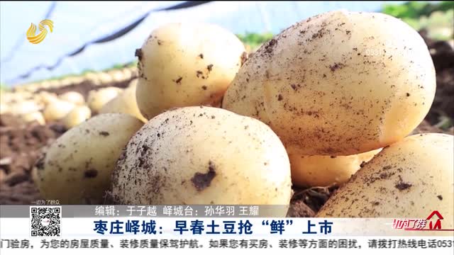 枣庄峄城：早春土豆抢“鲜”上市