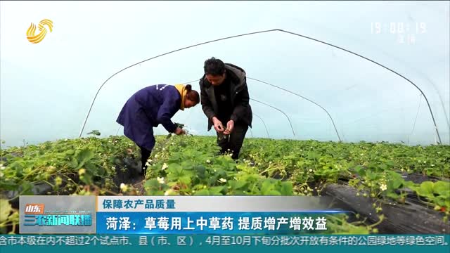【保障农产品质量】菏泽：草莓用上中草药 提质增产增效益
