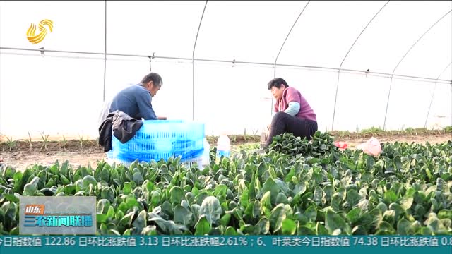 【春季农业生产】滨州：早春头茬菜 种出新希望