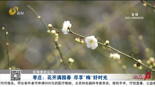 【花海里的山东】枣庄：花开满园春 尽享“梅”好时光