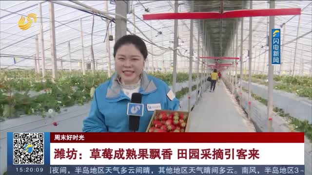 【周末好时光】潍坊：草莓成熟果飘香 田园采摘引客来