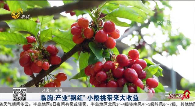 临朐：产业“飘红” 小樱桃带来大收益