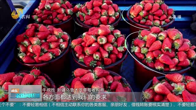 【全面推进乡村振兴】莒南：草莓飘香引客来 带动亿元大产业