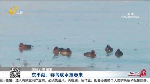 东平湖：群鸟戏水报春来