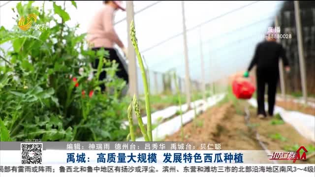 禹城：高质量大规模 发展特色西瓜种植
