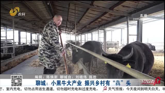 聊城：小黑牛大产业 振兴乡村有“犇”头