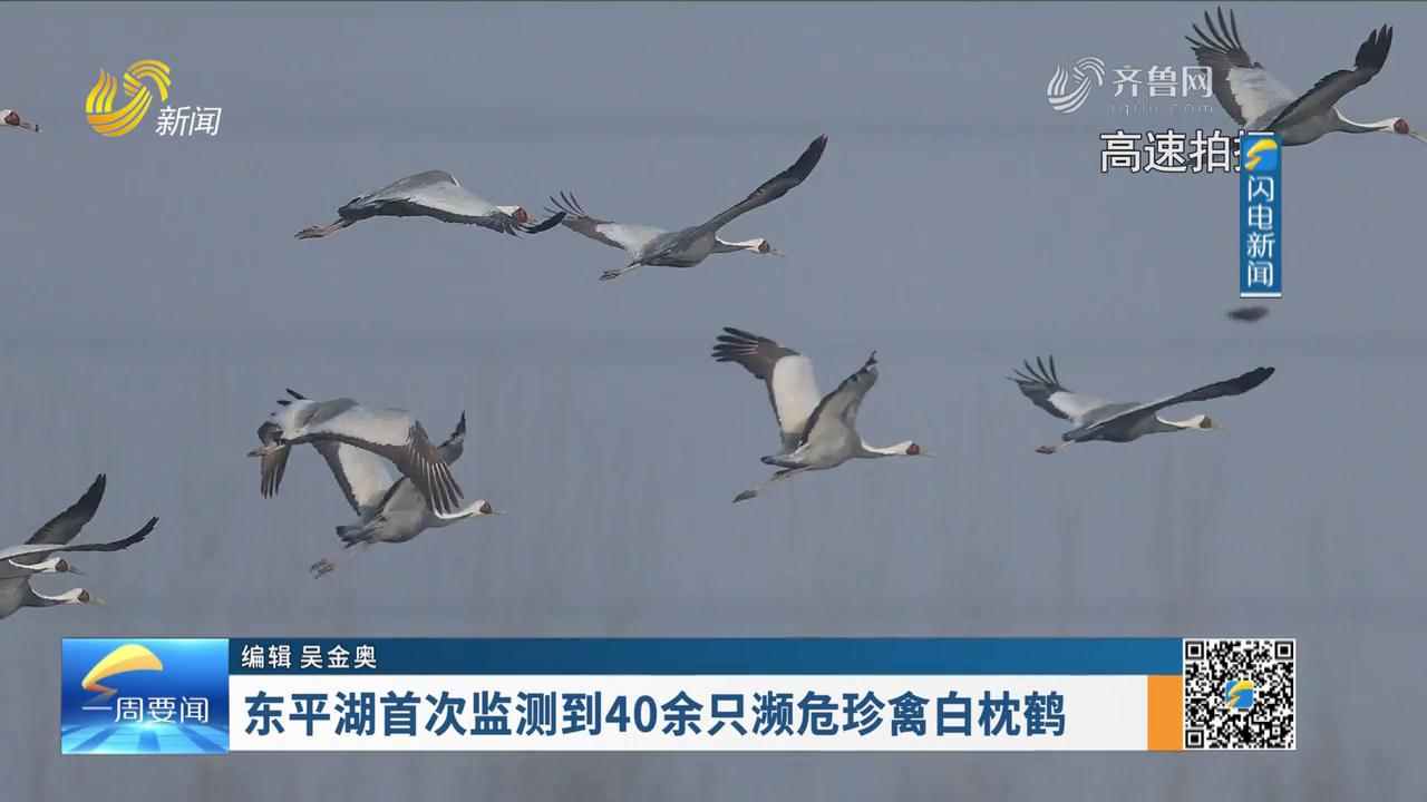 东平湖首次监测到40余只濒危珍禽白枕鹤