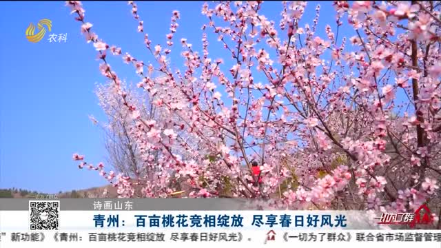 【诗画山东】青州：百亩桃花竞相绽放 尽享春日好风光