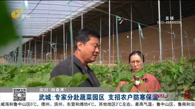 【应对“倒春寒”】武城：专家分赴蔬菜园区 支招农户防寒保温