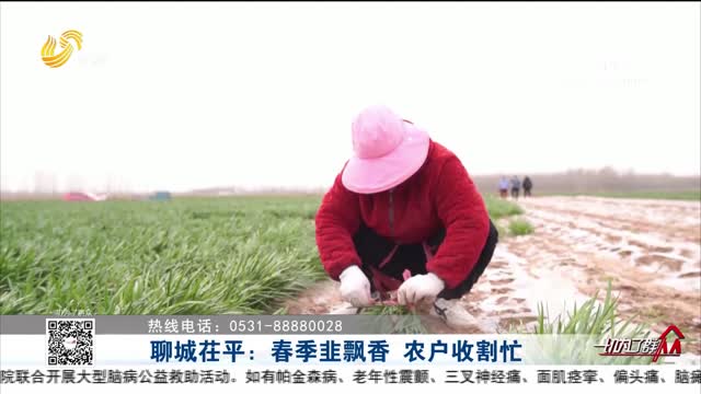 聊城茌平：春季韭飘香 农户收割忙 