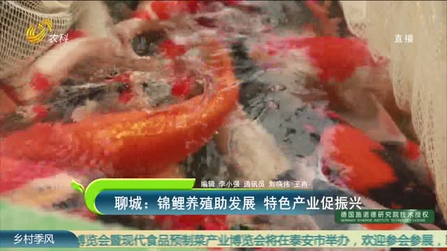 聊城：锦鲤养殖助发展 特色产业促振兴