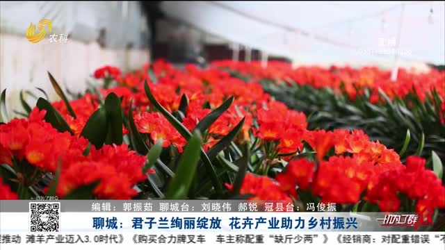 聊城：君子兰绚丽绽放 花卉产业助力乡村振兴