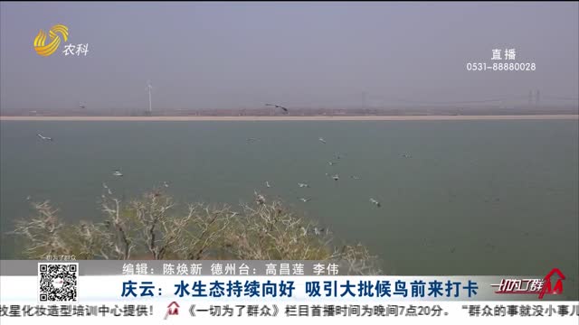 庆云：水生态持续向好 吸引大批候鸟前来“打卡”