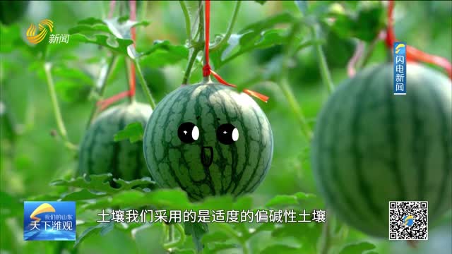 【乡村振兴之齐鲁样板·潍坊担当】潍坊市寒亭区：小西瓜的“甜蜜密码”