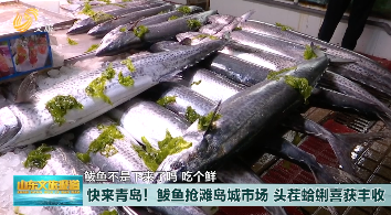 青岛：鲅鱼抢滩岛城市场  头茬蛤蜊喜获丰收