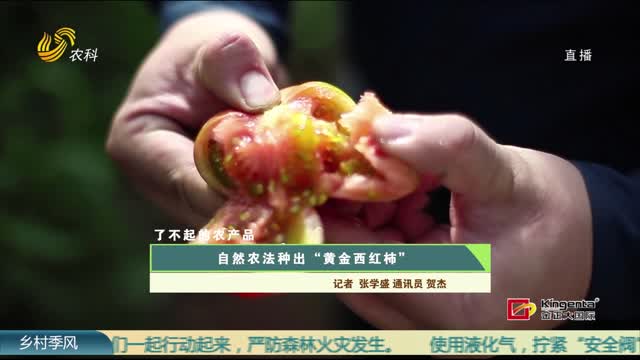 【了不起的农产品】自然农法种出“黄金西红柿”