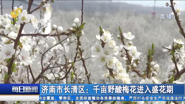 济南市长清区：千亩野酸梅花进入盛花期