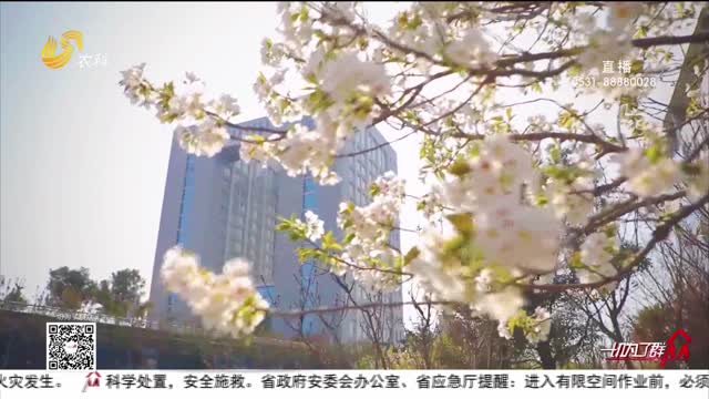 棗莊職業學院：春風送暖 花開爛漫