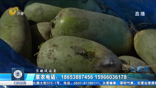 公益助农：泰安200万斤萝卜滞销
