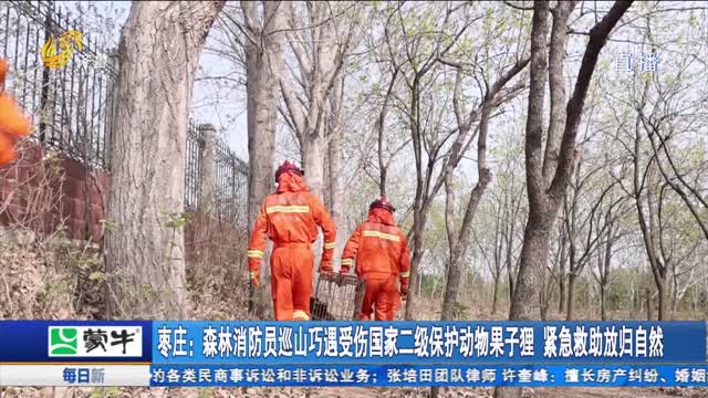 枣庄：森林消防员巡山巧遇受伤国家二级保护动物果子狸 紧急救助放归自然