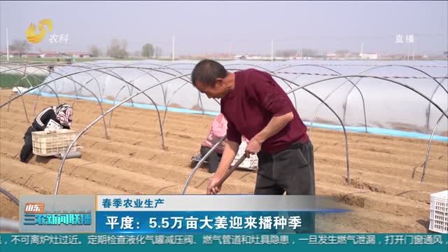 【春季农业生产】平度：5.5万亩大姜迎来播种季