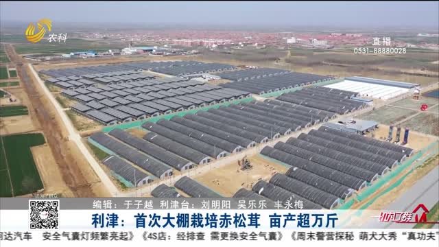 利津：首次大棚栽培赤松茸  亩产超万斤