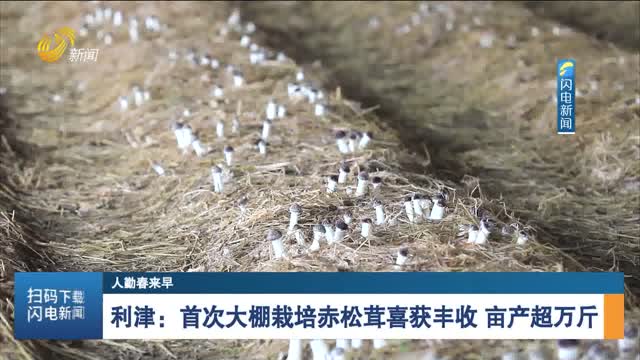 利津：首次大棚栽培赤松茸喜获丰收 亩产超万斤