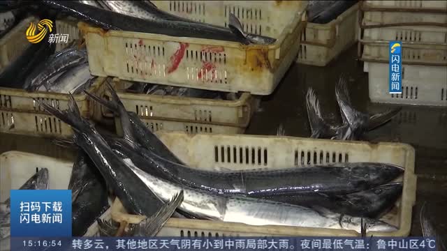 青岛：头茬春鲅鱼上岸 四斤以上鲅鱼首次有了“身份证”