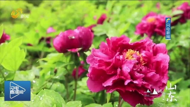 【诗画山东】雨后牡丹怡然绽 春和景明花盛开