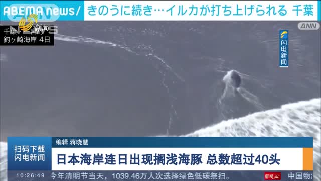 日本海岸连日出现搁浅海豚 总数超过40头