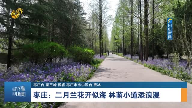【春暖花开去山东】枣庄：二月兰花开似海 林荫小道添浪漫