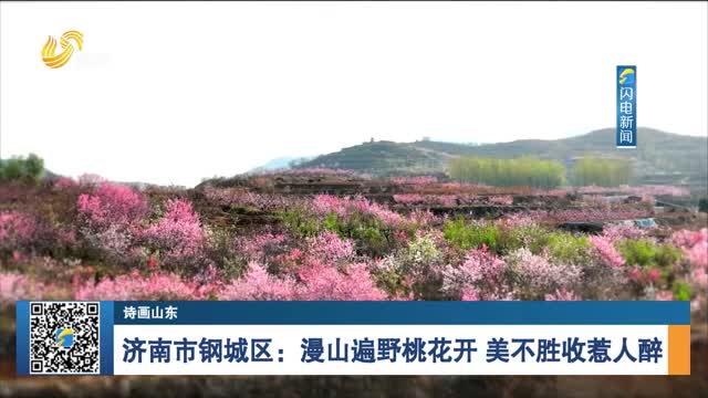 【诗画山东】济南市钢城区：漫山遍野桃花开 美不胜收惹人醉