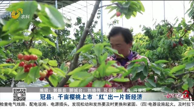 冠县：千亩樱桃上市 “红”出一片新经济