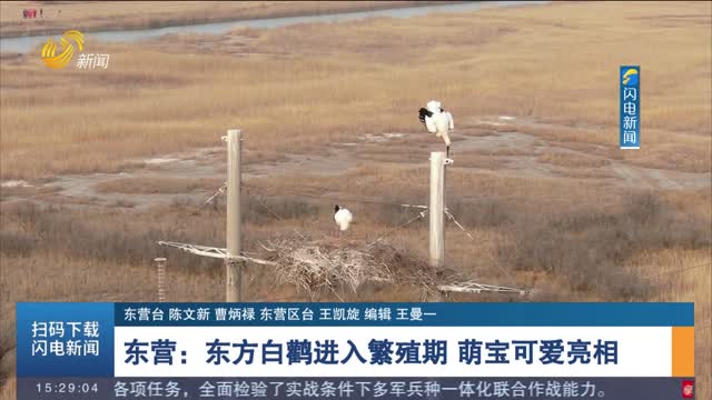 东营：东方白鹳进入繁殖期 萌宝可爱亮相