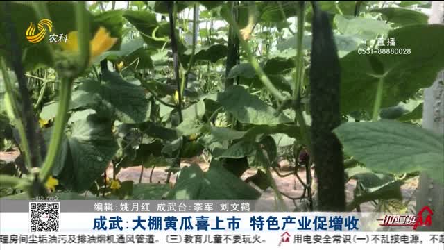 成武：大棚黄瓜喜上市 特色产业促增收
