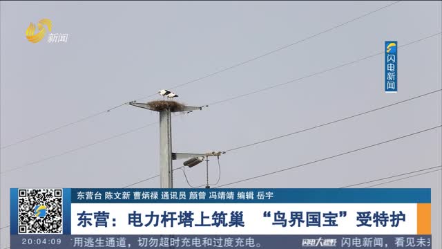 东营：电力杆塔上筑巢 “鸟界国宝”受特护