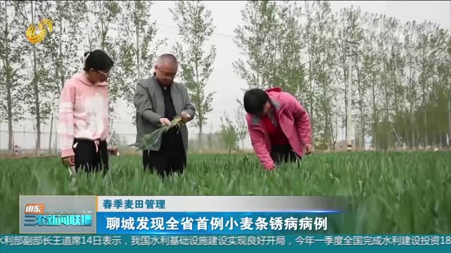 【春季麦田管理】聊城发现全省首例小麦条锈病病例