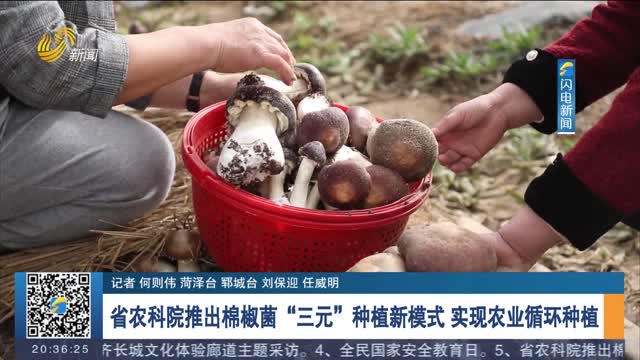 省农科院推出棉椒菌“三元”种植新模式 实现农业循环种植