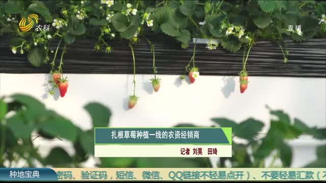 扎根草莓种植一线的农资经销商
