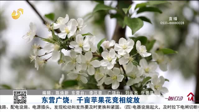 东营广饶：千亩苹果花竞相绽放