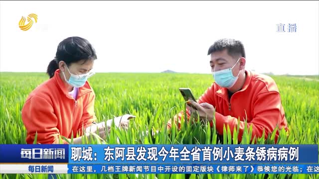 聊城：东阿县发现今年全省首例小麦条锈病病例