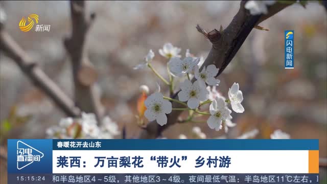 【春暖花开去山东】莱西：万亩梨花“带火”乡村游