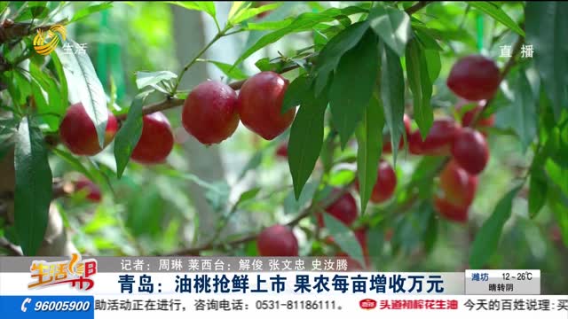 青岛：油桃抢鲜上市 果农每亩增收万元