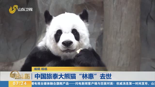 中国旅泰大熊猫“林惠”去世