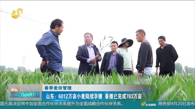 【春季麦田管理】山东：6012万亩小麦陆续孕穗 春播已完成783万亩